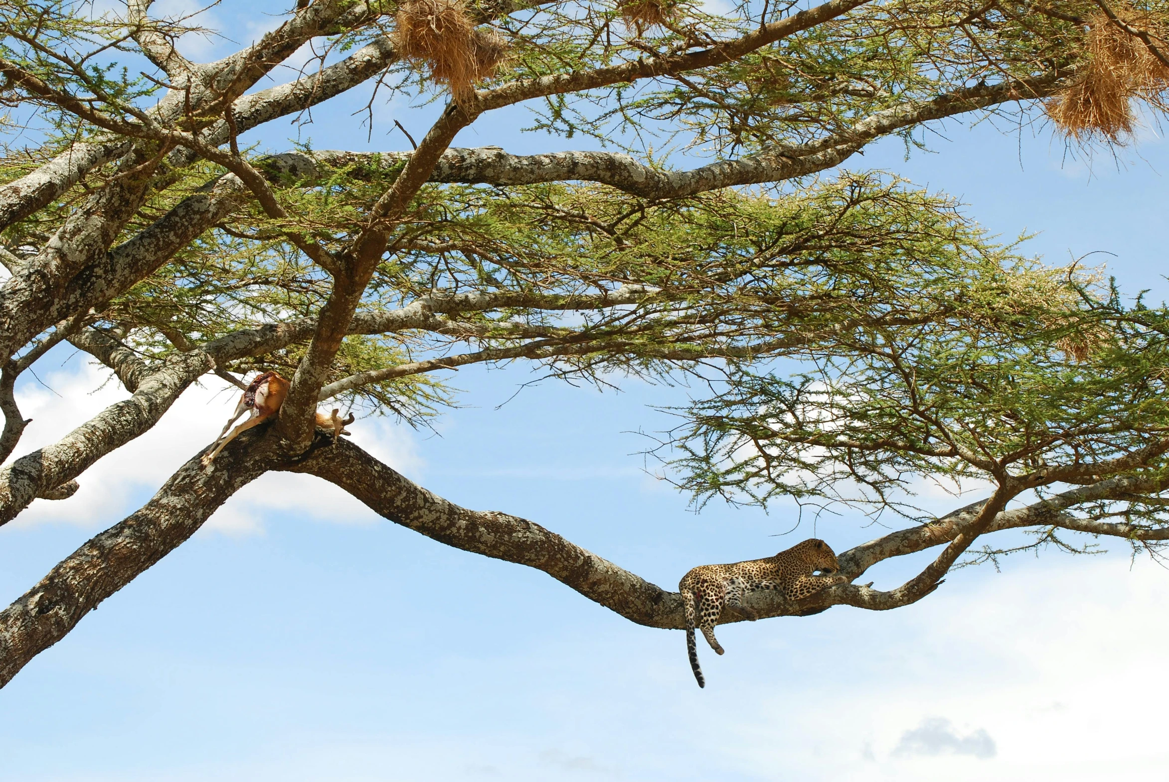 a couple of animals sitting on top of a tree, pexels contest winner, arabesque, somalia, sprawled out, very kenyan, on a bright day