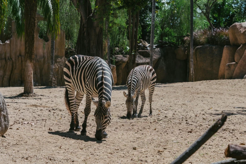 a couple of zebra standing on top of a dirt field, theme park, lush surroundings, dreamworld