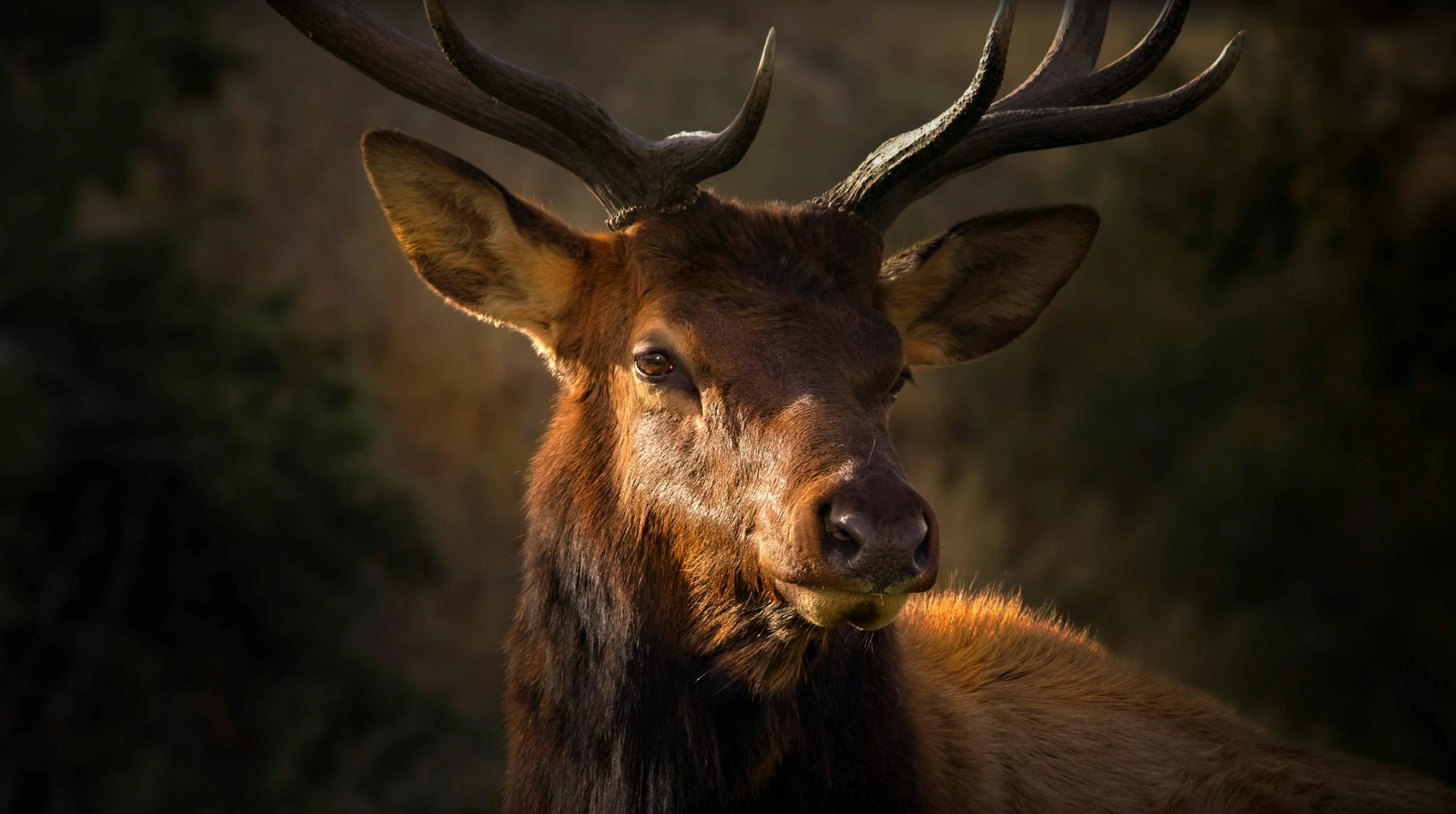 a close up of a deer with large horns, pexels contest winner, 🦩🪐🐞👩🏻🦳, moody evening light, elk, a handsome