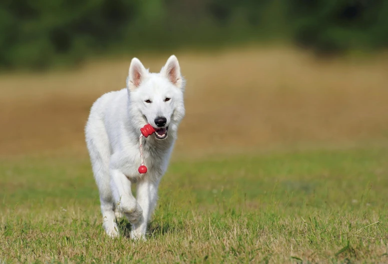 a white dog with a red ball in its mouth, a picture, by Jan Tengnagel, shutterstock contest winner, a white wolf, 15081959 21121991 01012000 4k, summer day, breeding