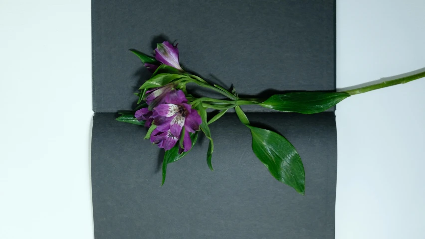 a purple flower sitting on top of a black piece of paper, an album cover, folded, wilted flowers, listing image, ffffound