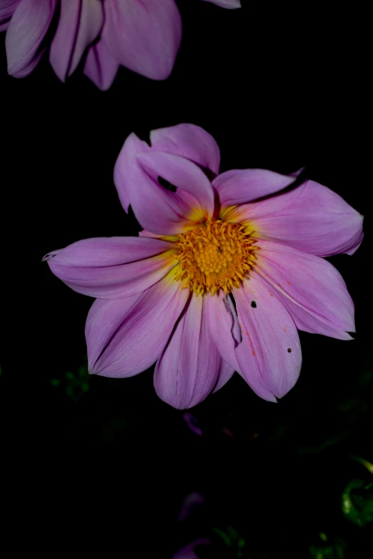 a couple of purple flowers sitting next to each other, with a black background, pink and yellow, photograph, photographs