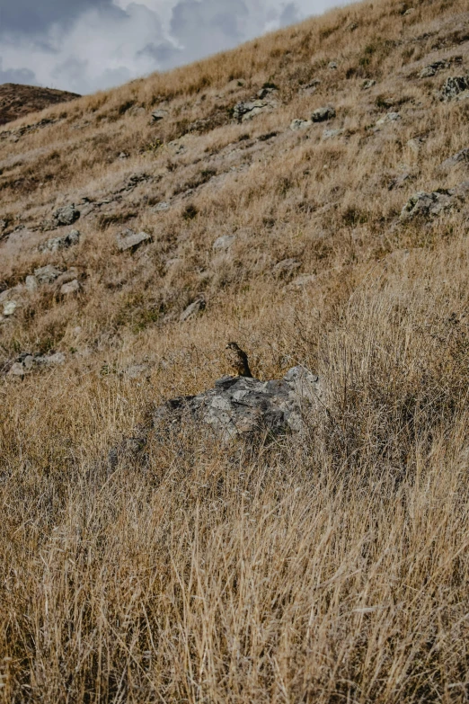 a bird sitting on top of a dry grass covered hill, big horns, rocky cliff, new zealand, camouflage