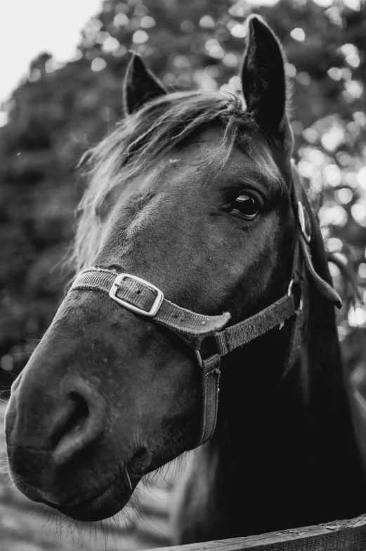 a black and white photo of a horse looking over a fence, unsplash, square nose, ███beautiful face███, halter neck, grainy black and white footage