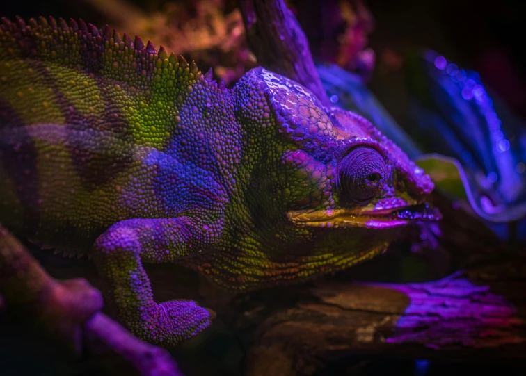 a close up of a chamelon on a branch, an airbrush painting, by Adam Marczyński, trending on pexels, purple neon light, chameleon, museum photo, multi - coloured