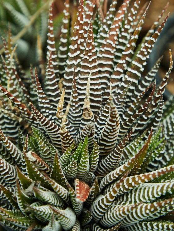 a close up of a plant with lots of leaves, by Gwen Barnard, shutterstock contest winner, hurufiyya, spines and towers, scaly skin, garis edelweiss, madagascar