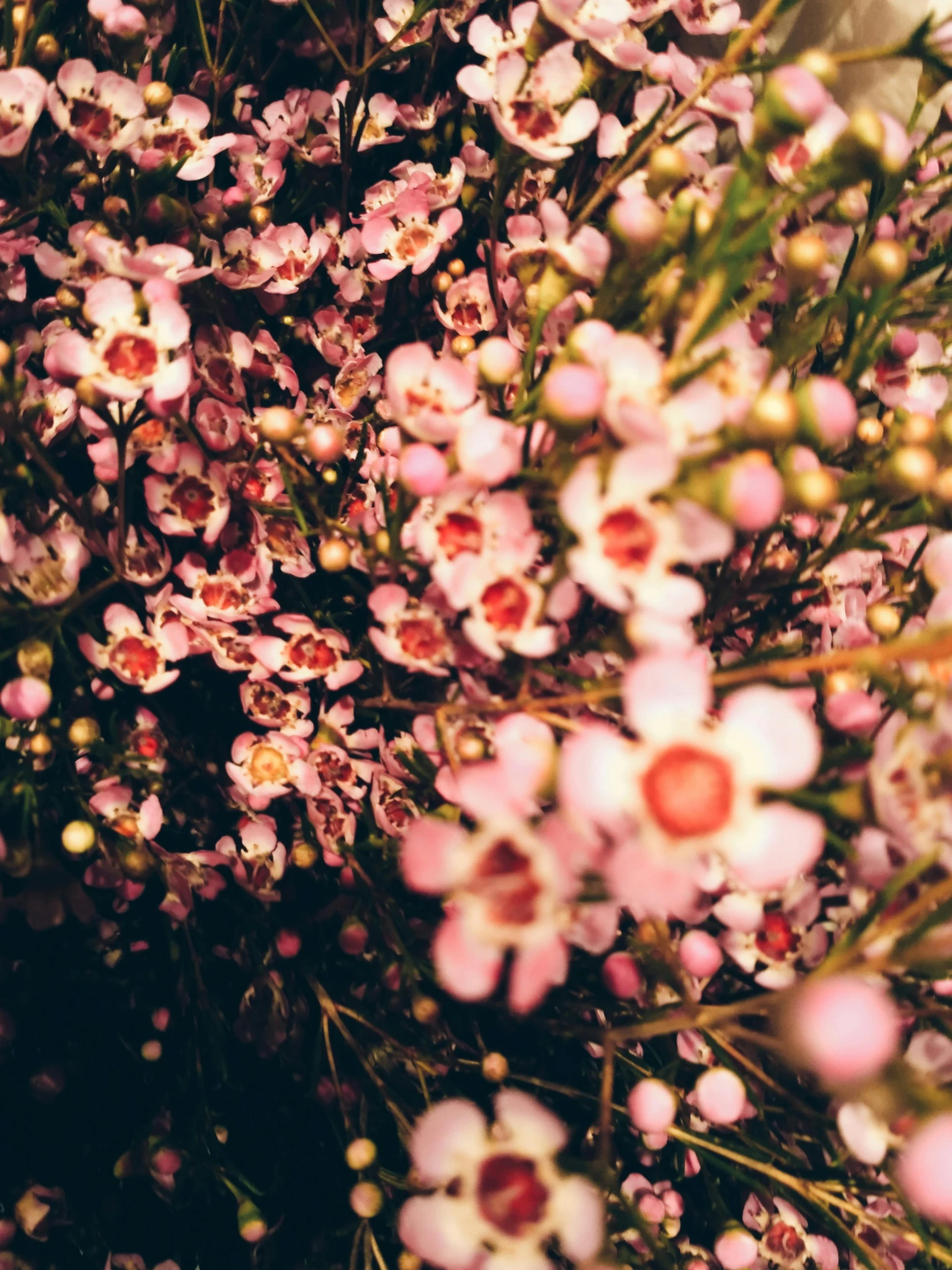 a bunch of pink flowers sitting on top of a table, a picture, inspired by Elsa Bleda, unsplash, happening, manuka, field of flowers at night, low quality photo, 2000s photo