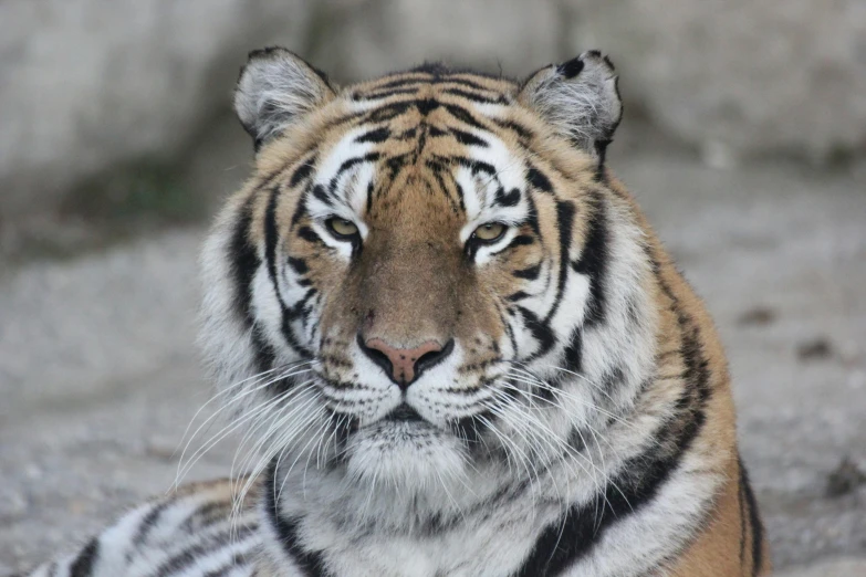 a close up of a tiger laying on the ground, with a white muzzle, over-the-shoulder shot, taken in the late 2010s, fan favorite