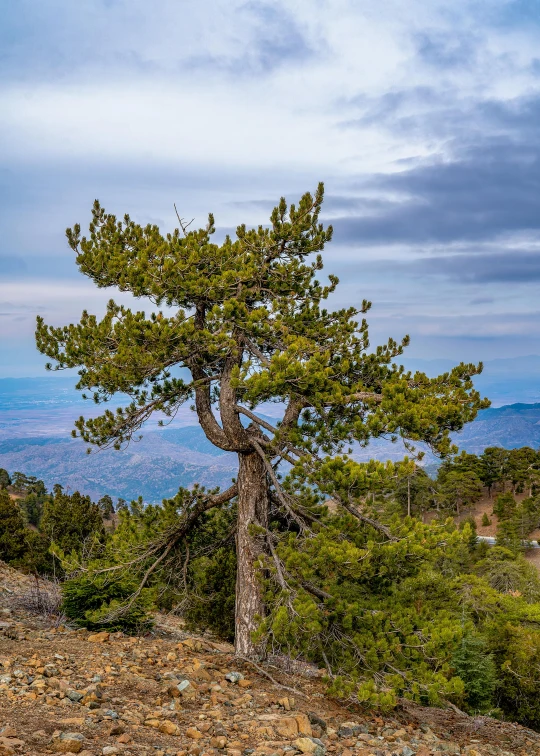 a lone tree sitting on top of a mountain, pine trees in the background, slide show, cyprus, stunning photo