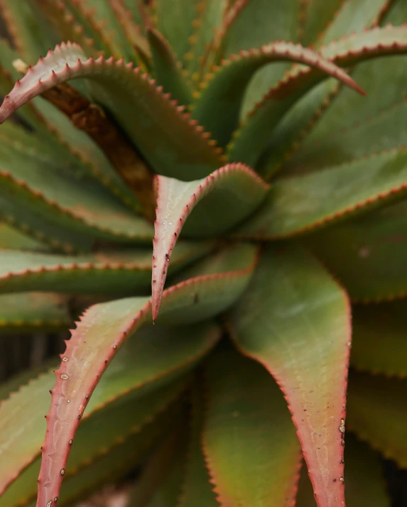 a close up of a plant with red and green leaves, huge spines, square, terracotta, no cropping