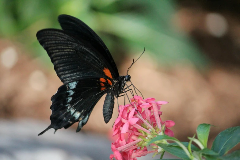 a close up of a butterfly on a flower, black and terracotta, botanic garden, pink petals fly, facing away