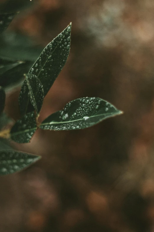 a close up of a plant with water droplets on it, trending on pexels, tonalism, leaves twigs wood, with soft bushes, paul barson, 8k 28mm cinematic photo