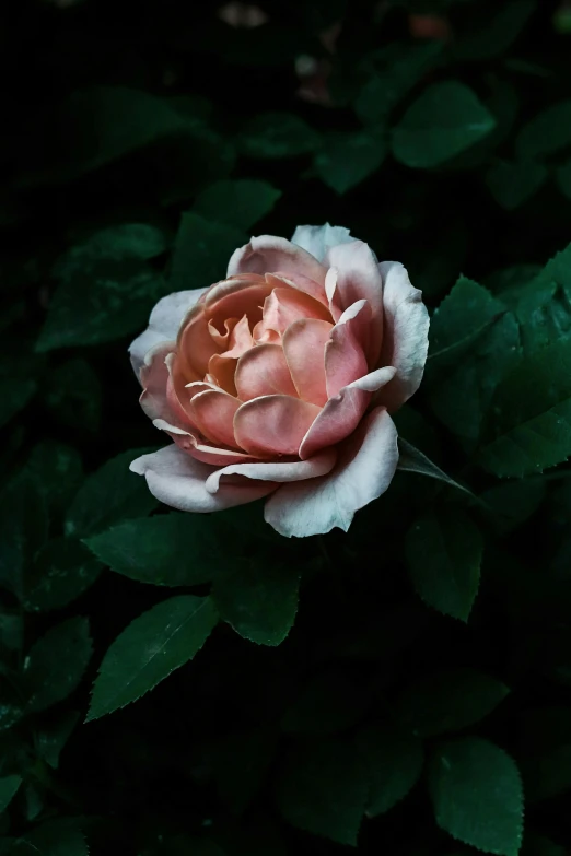 a pink rose sitting on top of a lush green plant, inspired by Elsa Bleda, unsplash contest winner, on a dark background, porcelain skin ”, zoomed out to show entire image, a high angle shot