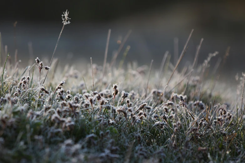 a field full of grass covered in frost, an album cover, unsplash, silver light, fairy circles, ready to eat, high quality photo