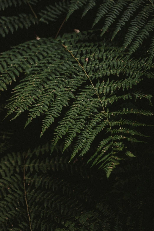 a close up of a fern leaf on a black background, inspired by Elsa Bleda, unsplash contest winner, in a redwood forest, ✨🕌🌙, an image of a moonlit forest, lo-fi