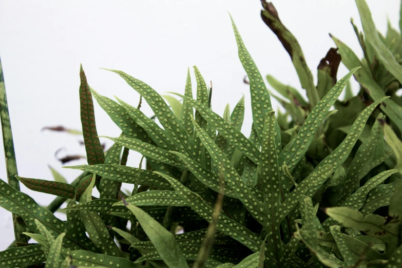 a close up of a plant with green leaves, hurufiyya, spiky skin, margay, various sizes, zoomed out shot