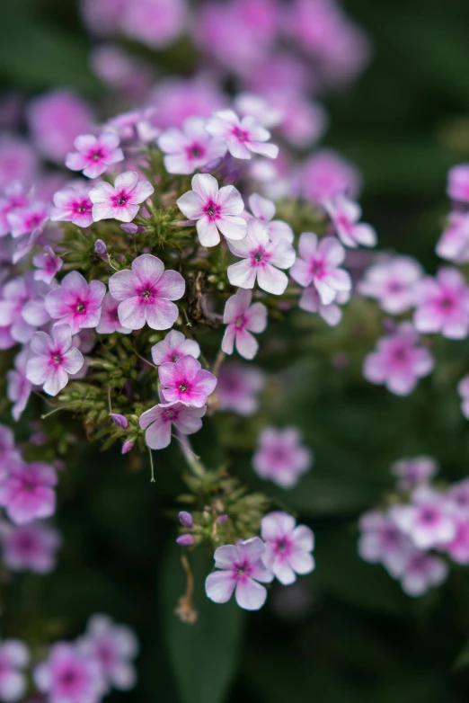 a close up of a bunch of pink flowers, purple foliage, verbena, taken with sony alpha 9, jasmine