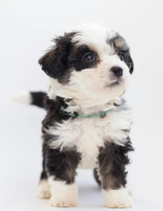 a small black and white dog standing on a white surface, trending on unsplash, kitten puppy teddy mix, greens), profile image, multiple stories