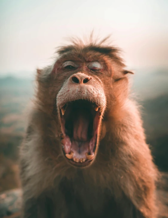 a close up of a monkey with its mouth open, pexels contest winner, someone is screaming, an ancient, instagram post, a goat