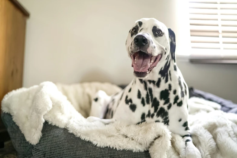 a dalmatian dog sitting in a dog bed, pexels, smiling for the camera, shot on 85mm, featured art, proud