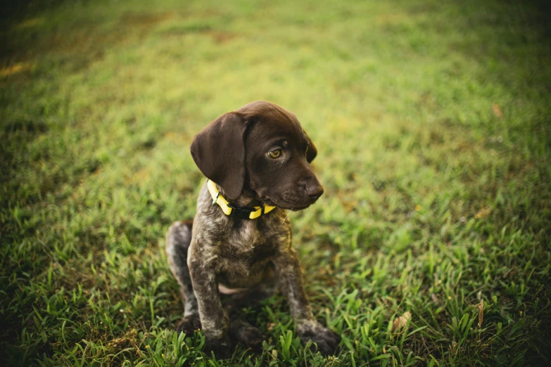 a dog that is sitting in the grass, square, shot onfilm, puppies, chocolate