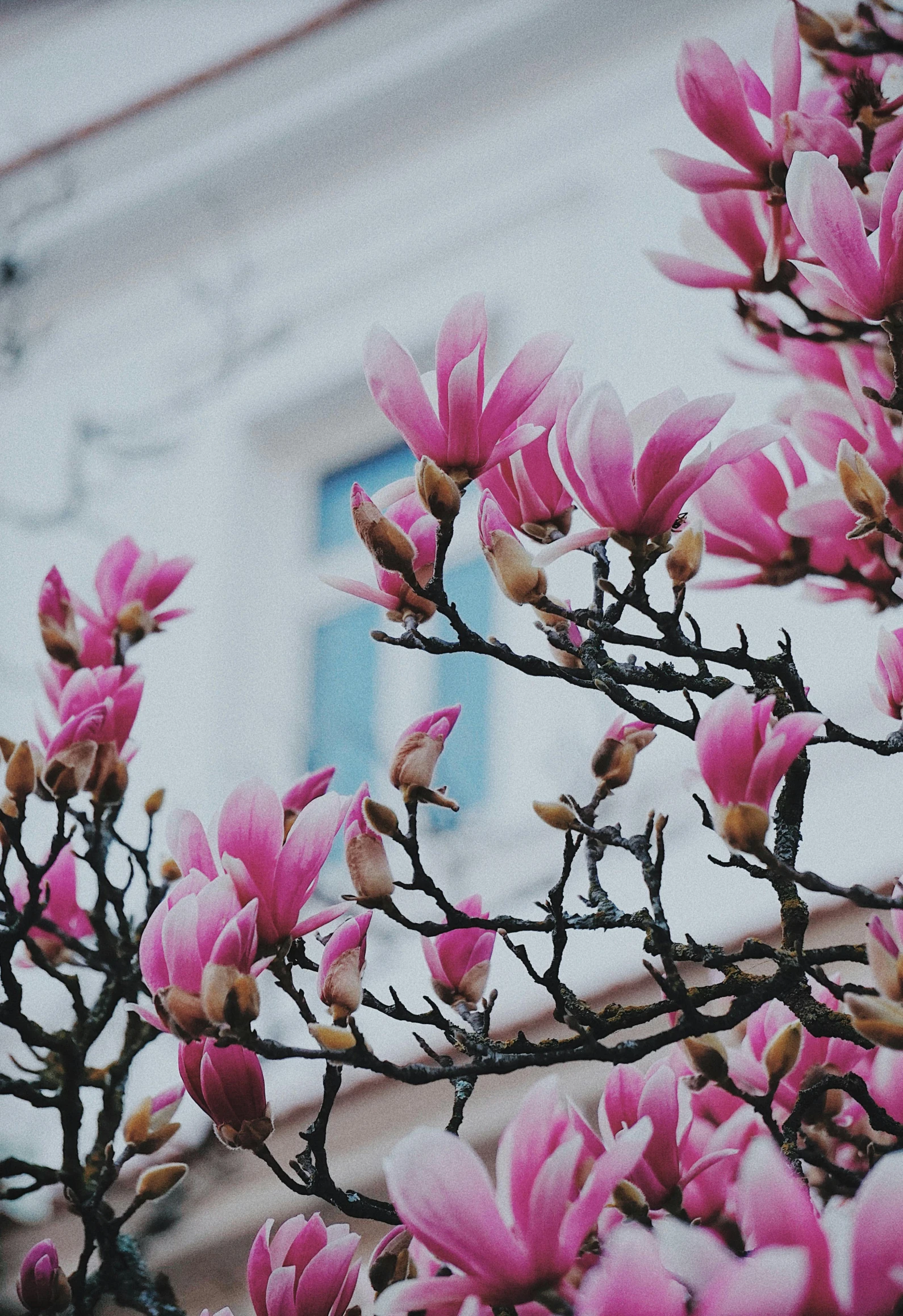 a tree with pink flowers in front of a building, a photo, trending on unsplash, art nouveau, magnolia big leaves and stems, background image, instagram post