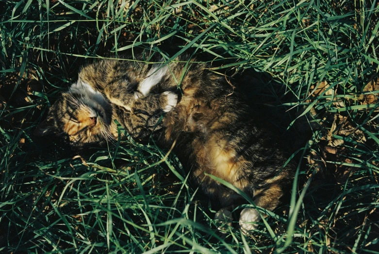 a cat that is laying down in the grass, an album cover, by Elsa Bleda, photorealism, william eggleston, 1990s photograph, ignant, camouflage