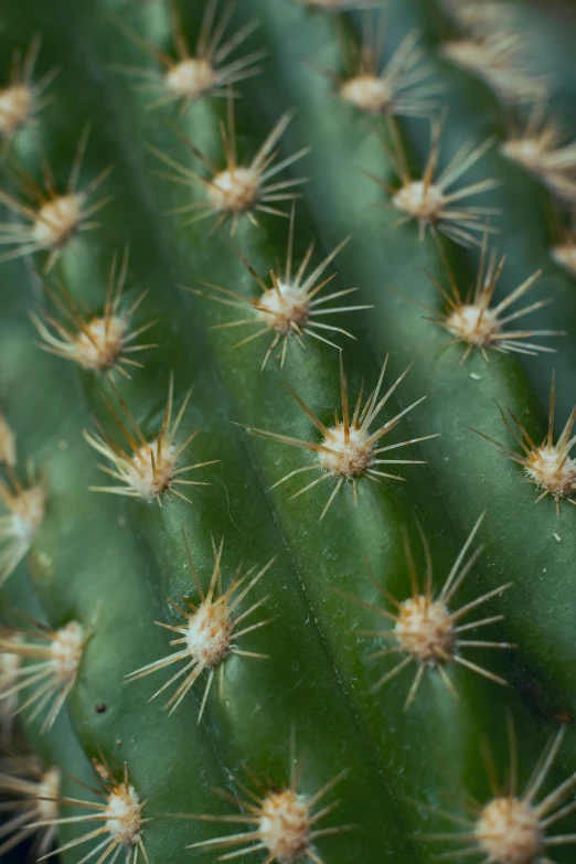 a close up view of a cactus plant, a macro photograph, by Linda Sutton, made of cactus spines, smooth tiny details, shot with sony alpha, high angle close up shot