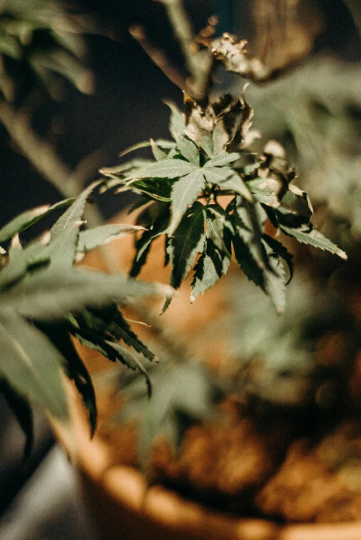 a potted plant sitting on top of a table, a screenshot, unsplash, renaissance, marijuana trees, up-close, background image, brown flowers