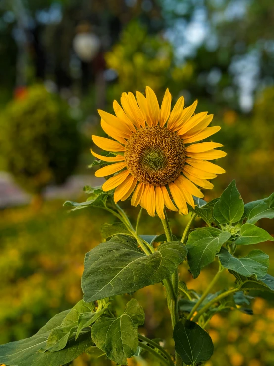 a sunflower sitting on top of a lush green field, in the evening, parks and gardens, 2019 trending photo, 30mm photography