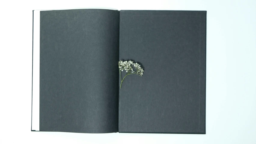 a book with a flower sticking out of it, by James Morris, sōsaku hanga, entirely black full page black, gypsophila, interior shot, 2 0 2 4