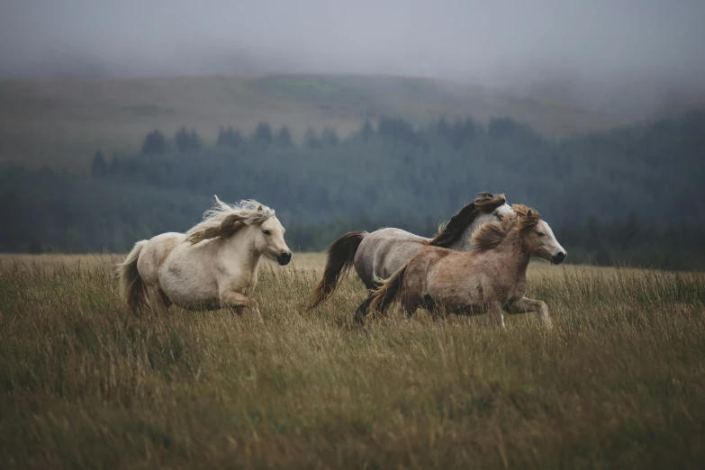 a herd of horses running across a grass covered field, by Emma Andijewska, unsplash contest winner, renaissance, three animals, mustang, in muted colours, highlands