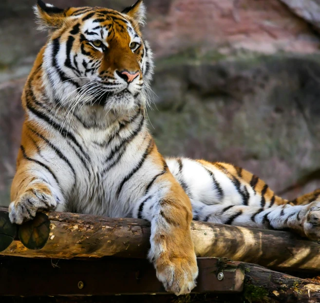 a close up of a tiger laying on a log, pexels contest winner, striped, standing elegantly, an ultra realistic, 🦩🪐🐞👩🏻🦳