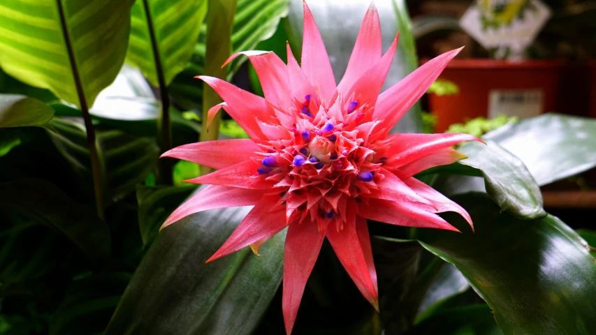 a pink flower sitting on top of a lush green plant, hurufiyya, bromeliads, indoor, brightly coloured, exterior shot