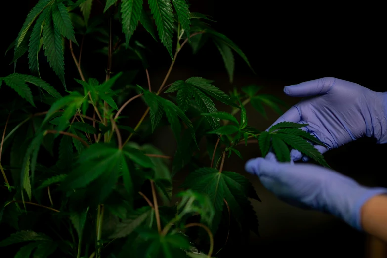 a person in blue gloves holding a plant, marijuana plants, profile image, in a darkly lit laboratory room, lush foliage
