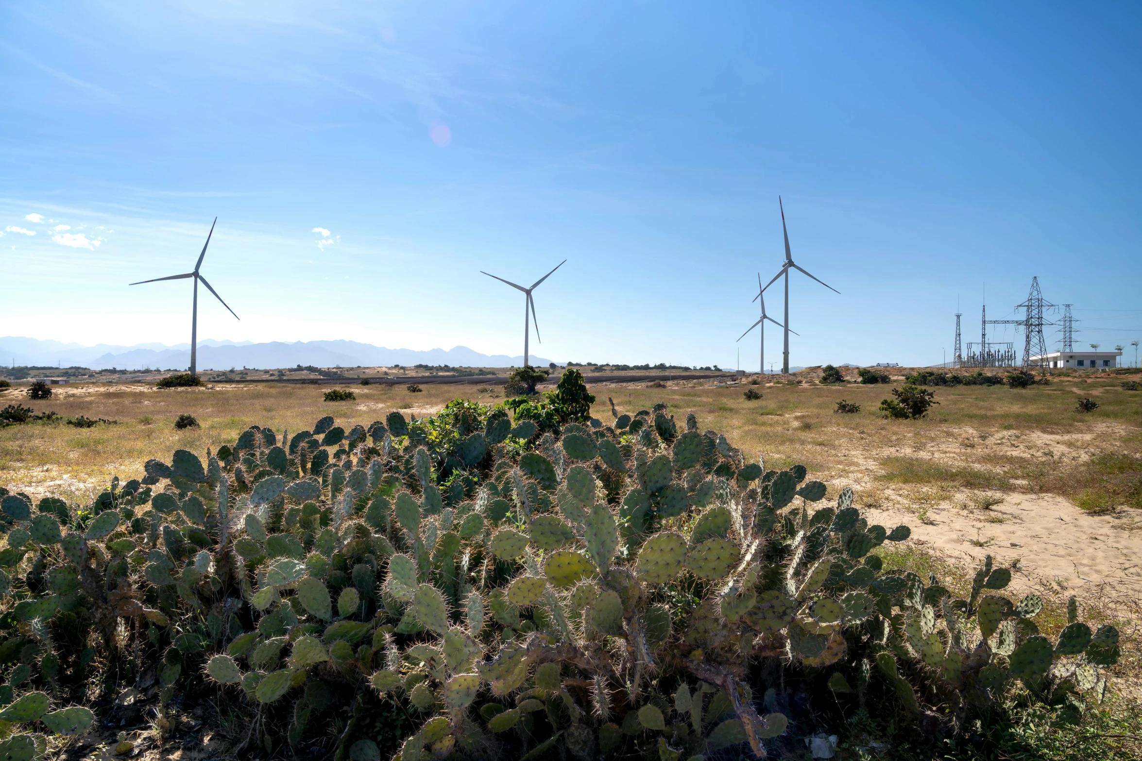 a field of cactus plants with wind turbines in the background, unsplash, les nabis, avatar image, aruba, maintenance photo