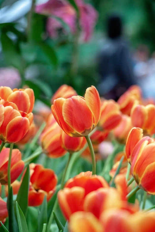 a field of orange tulips with a person in the background, vibrant foliage, glittering, highly polished, tall