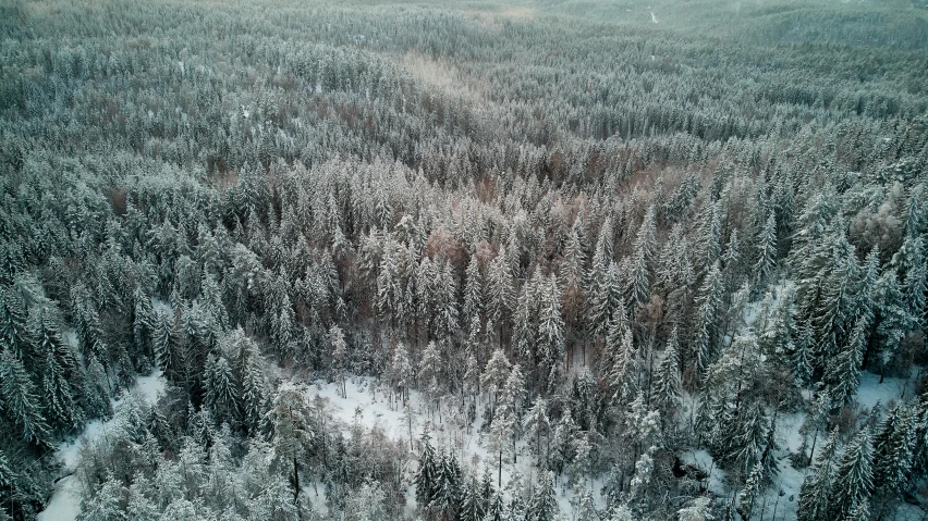 a forest filled with lots of trees covered in snow, by Jaakko Mattila, pexels contest winner, hurufiyya, bird's - eye view, grey forest background, less detailing, ((forest))