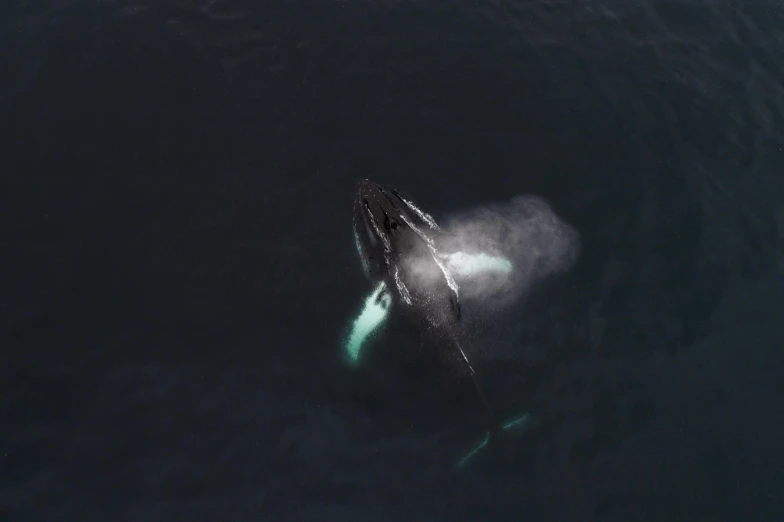 a large whale is swimming in the water, by Ejnar Nielsen, pexels contest winner, hurufiyya, top-down shot, portrait of a big, borealis, 15081959 21121991 01012000 4k