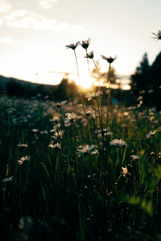 a field of flowers with the sun setting in the background, unsplash, rocky meadows, medium format. soft light, back lit, afternoon hangout