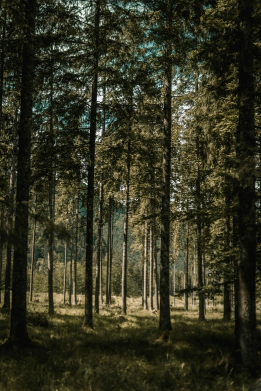 a forest filled with lots of tall trees, inspired by Elsa Bleda, unsplash contest winner, fine art print, panorama, ((trees)), multiple stories