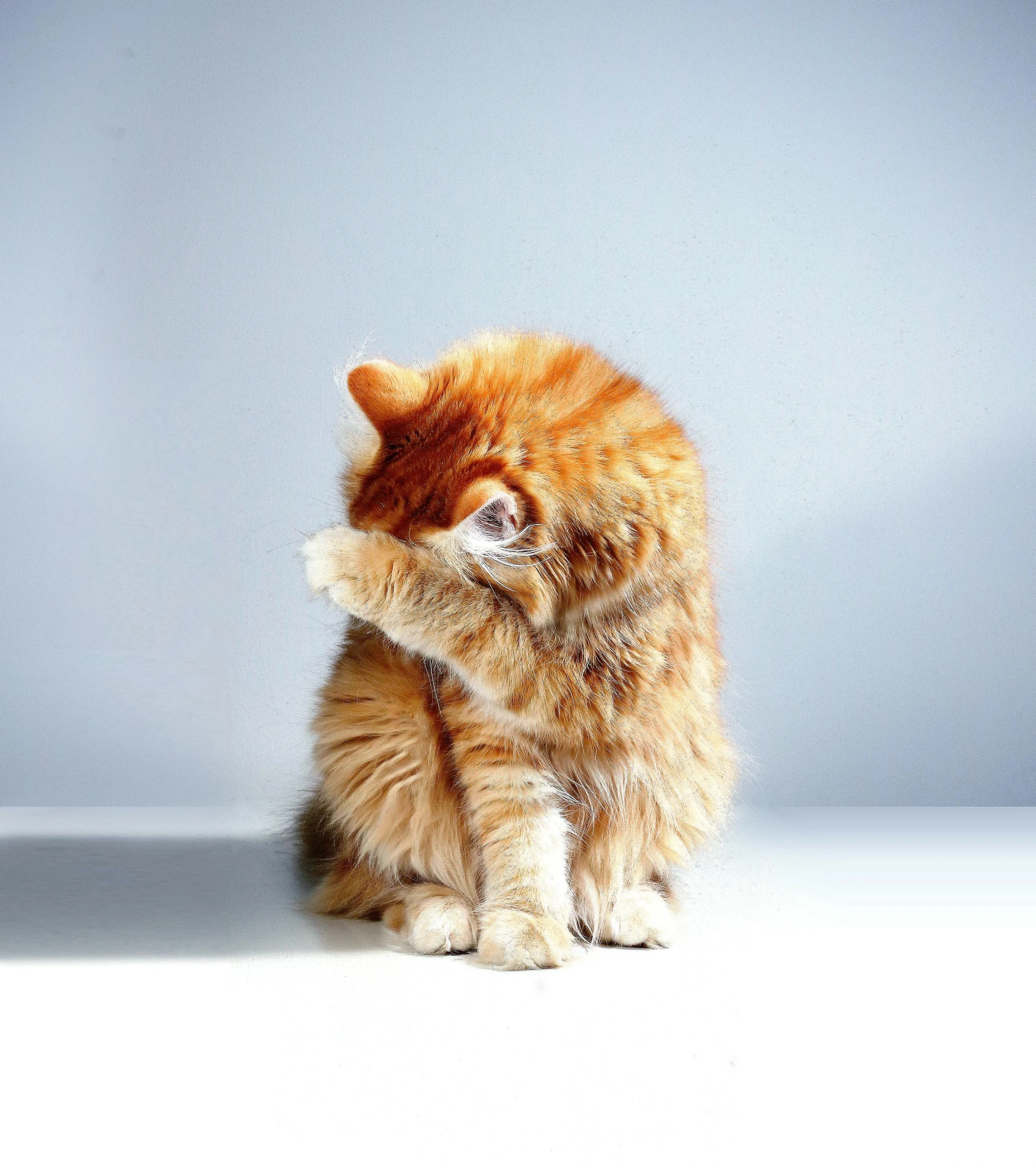 an orange cat sitting on top of a white table, unsplash, facepalm, covered in soft fur, shot on sony alpha dslr-a300, sittin