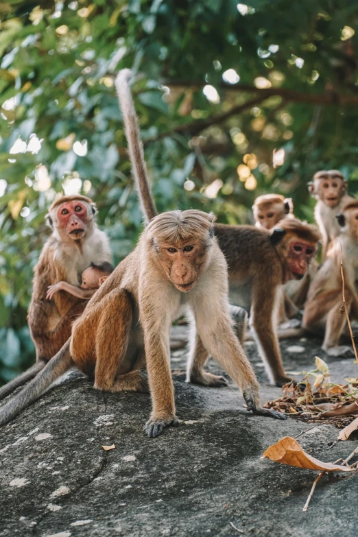 a group of monkeys sitting on top of a rock, in a jungle, facing the camera, sri lanka, multiple stories