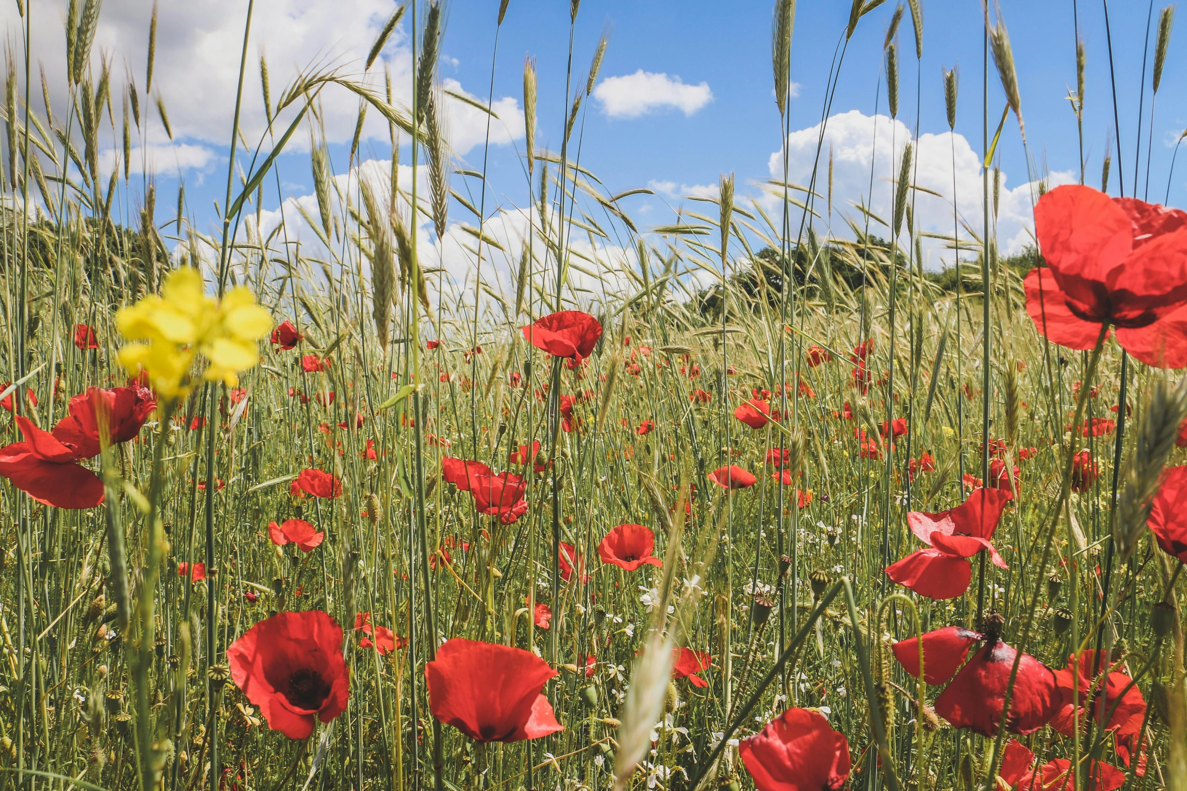 a field full of red and yellow poppies, by Julian Hatton, pexels, summer sky, avatar image, weeds and grass, field of hay