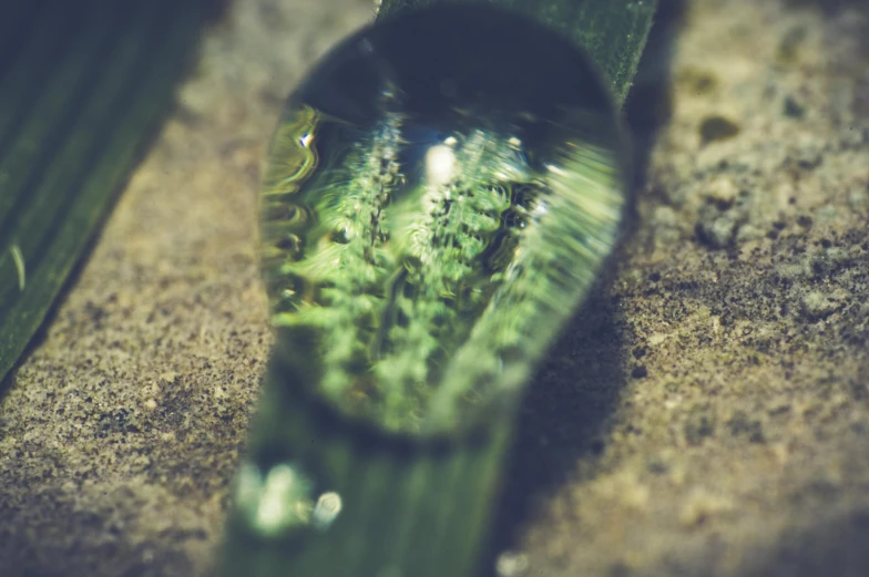 a water drop sitting on top of a green plant, a macro photograph, by Adam Marczyński, unsplash, renaissance, water reflection on the floor, grain”, greenish expired film, water pipe