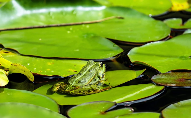 a frog sitting on top of lily pads in a pond, pixabay contest winner, renaissance, high-resolution photo, lush green, screensaver, ready to eat