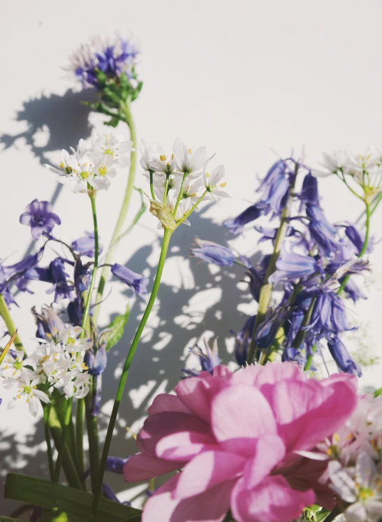 a vase filled with purple and white flowers, by Penelope Beaton, unsplash, soft blue and pink tints, sun dappled, detail shot, james jean and petra cortright