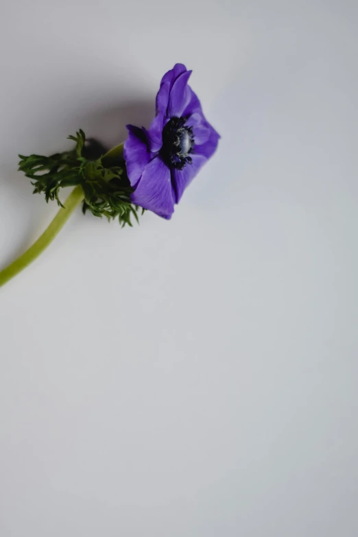 a single purple flower sitting on top of a white table, by David Simpson, photographed for reuters, flax, modeled