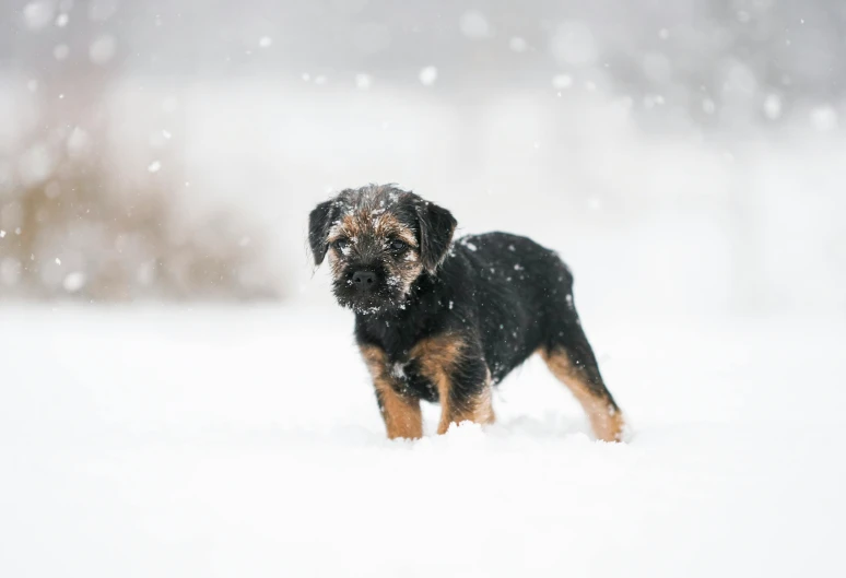 a black and brown dog standing in the snow, pexels contest winner, puppies, square, technical, thumbnail