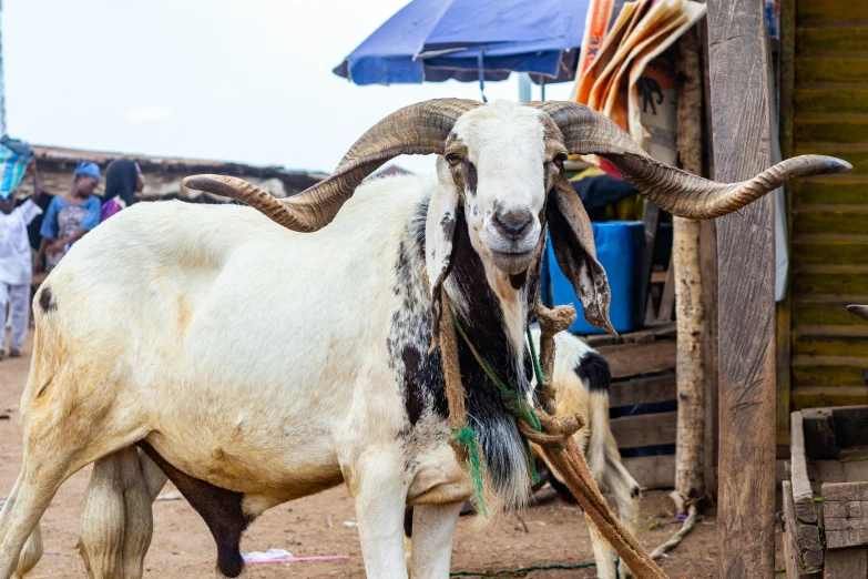 a goat that is standing in the dirt, on a village, intricate african jewellery, fan favorite, ready to eat